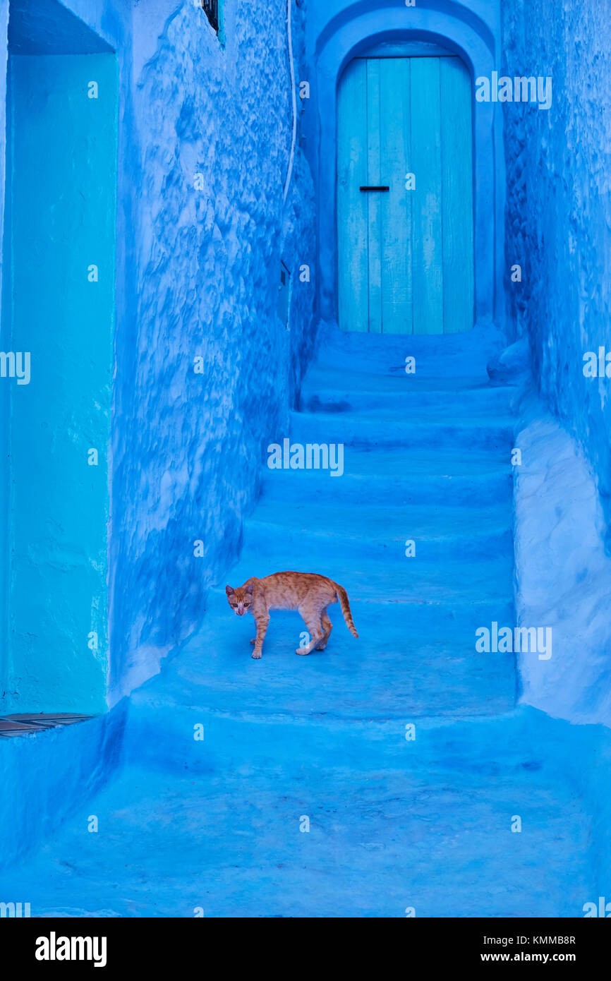 Il Marocco, Rif area, Chefchaouen (Chaouen) città, la città blu, street cat Foto Stock