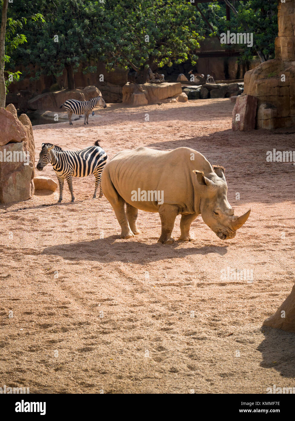 Rinoceronte bianco del sud (Ceratotherium simum simum) e Grant's Zebra (Equus burchelli boehmi) all'interno di savana africana involucro del Bioparco di Valenza Foto Stock
