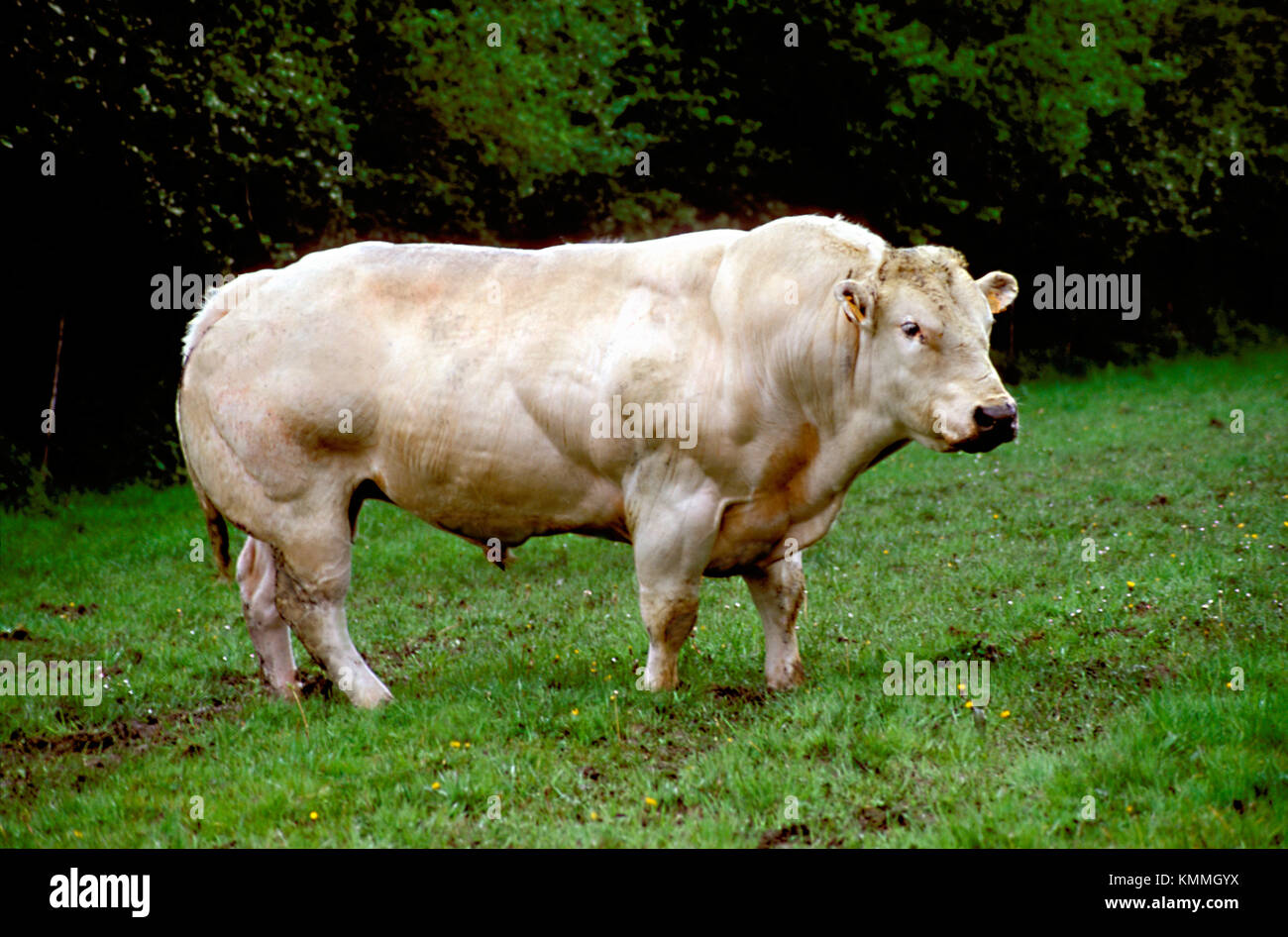 Bianco bull muscolare Foto Stock