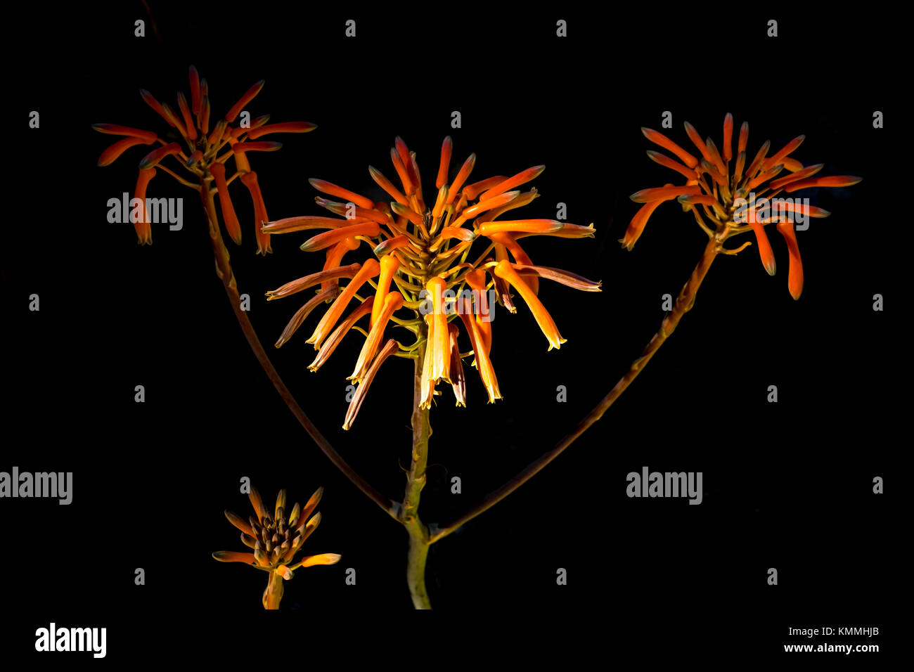 Fiori Su Sfondo Nero Immagini E Fotografie Stock Ad Alta Risoluzione fiori-su-sfondo-nero-immagini-e-fotografie-stock-ad-alta-risoluzione