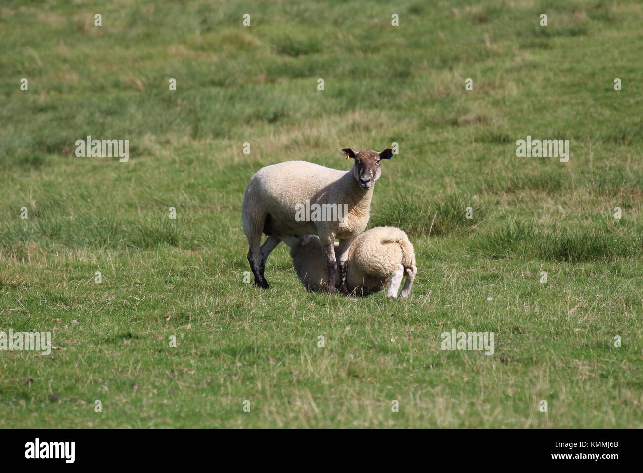 Una varietà di pecora raffigurato nella campagna inglese. Foto Stock