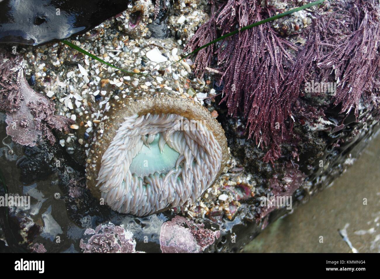 Anemone marittimo a Natural Bridges State Beach, santa cruz california Foto Stock