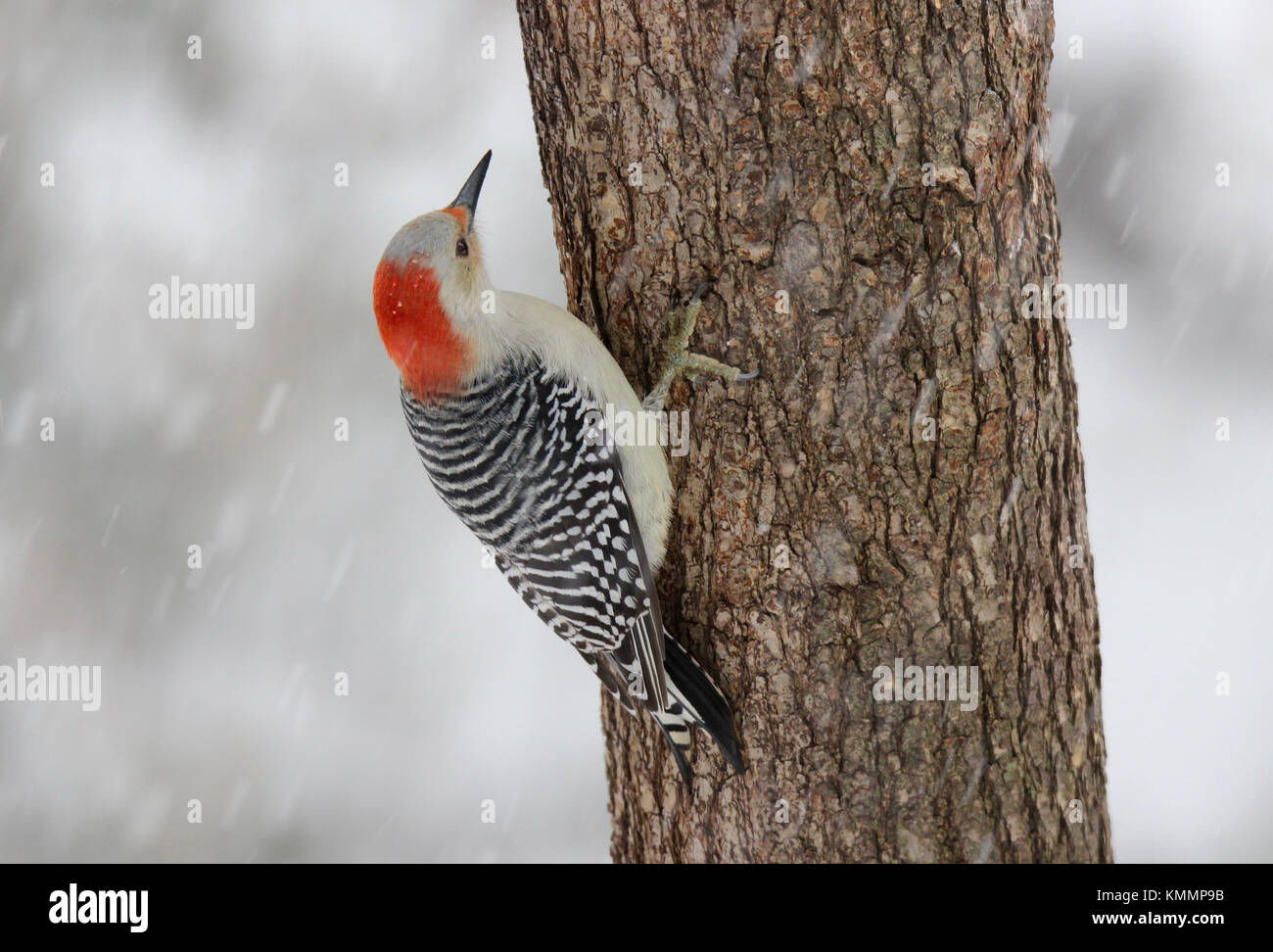 Una femmina rosso picchio panciuto appollaiate su un tronco di albero in un inverno tempesta di neve Foto Stock
