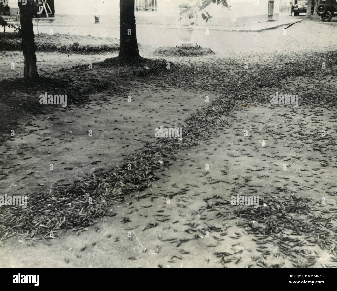Dead locuste lettiera del suolo a Paraná (Argentina Settembre 4, 1947 Foto Stock
