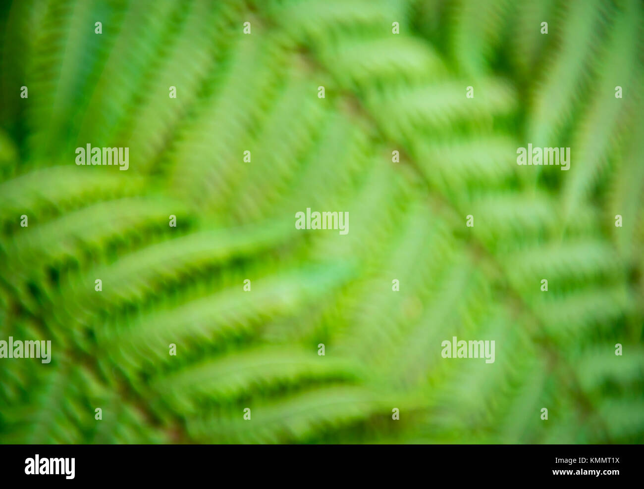 Abstract defocalizzata vista del verde textured foglie di felce tropicale di piante in un frame completo sullo sfondo Foto Stock