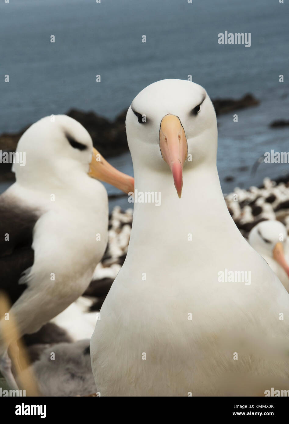 Nero-browed albatross su colonia nidificazione, Isole Falkland Foto Stock