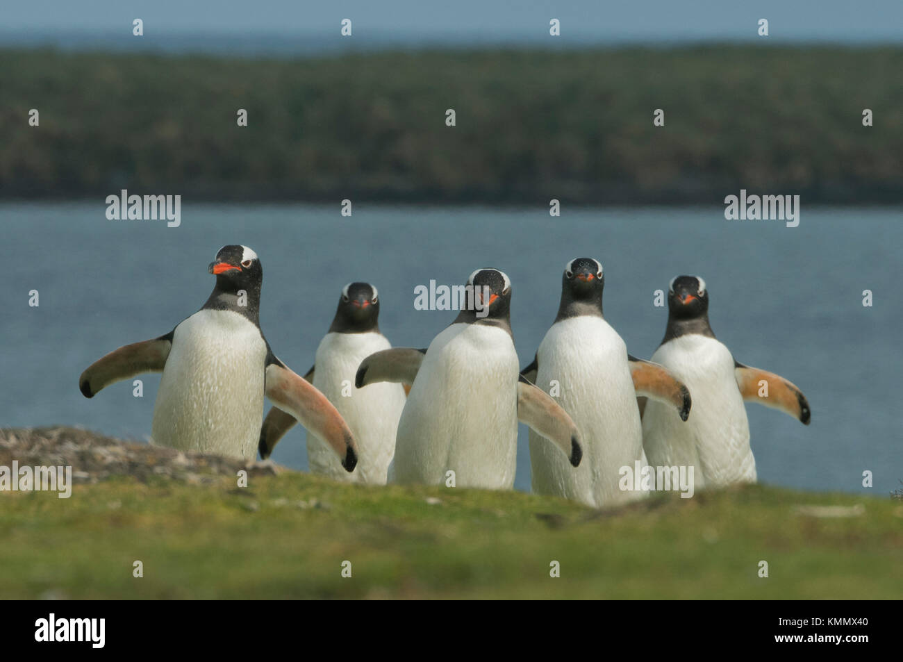 I pinguini di Gentoo (Pygoscelis papua) Isole Falkland Foto Stock