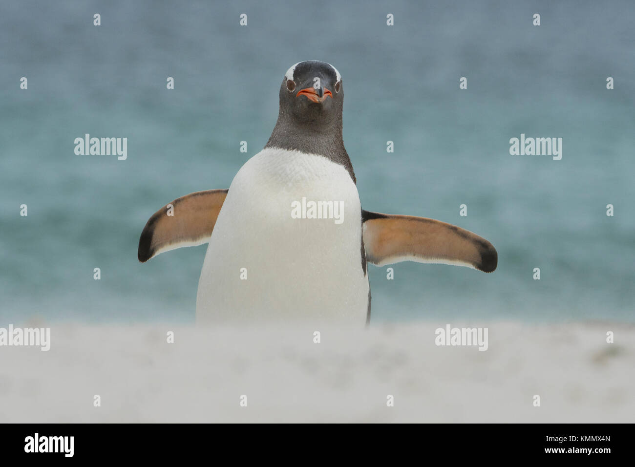 I pinguini di Gentoo (Pygoscelis papua) Isole Falkland Foto Stock