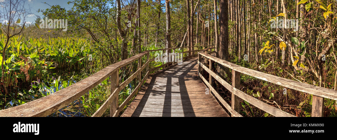 Percorso boardwalk a cavatappi palude santuario in naples, florida attraverso stagno cipressi Taxodium distichum var nutans. Foto Stock