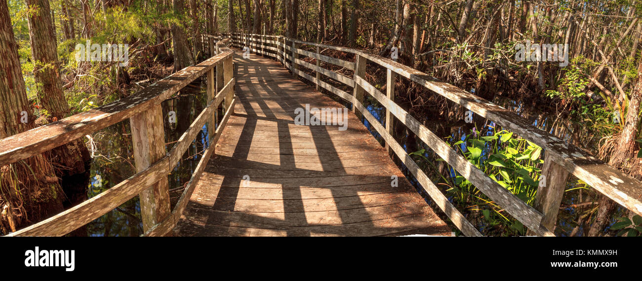 Percorso boardwalk a cavatappi palude santuario in naples, florida attraverso stagno cipressi Taxodium distichum var nutans. Foto Stock