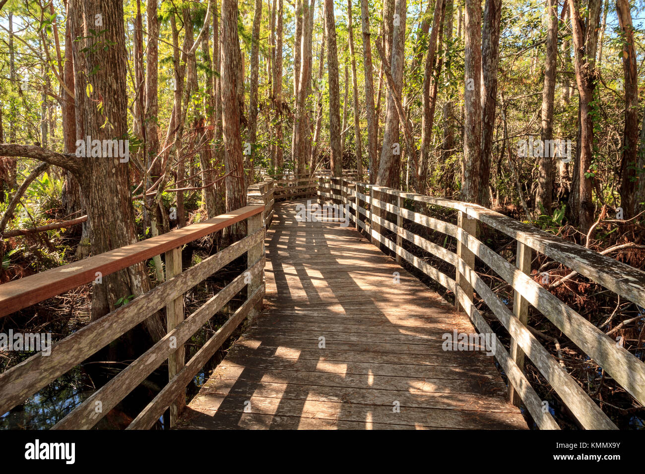 Percorso boardwalk a cavatappi palude santuario in naples, florida attraverso stagno cipressi Taxodium distichum var nutans. Foto Stock