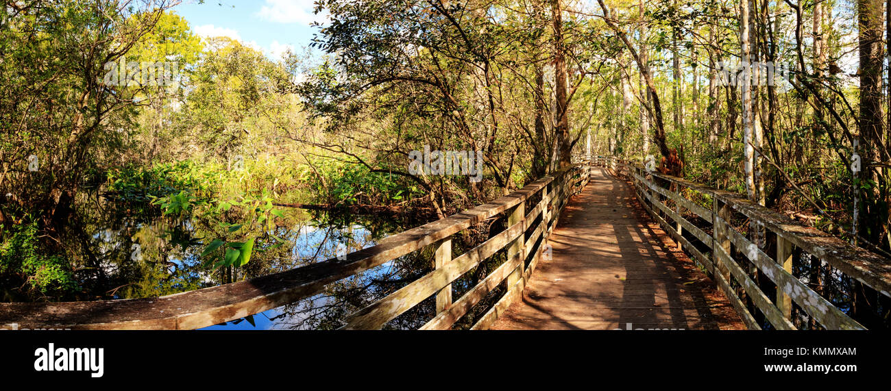 Percorso boardwalk a cavatappi palude santuario in naples, florida attraverso stagno cipressi Taxodium distichum var nutans. Foto Stock