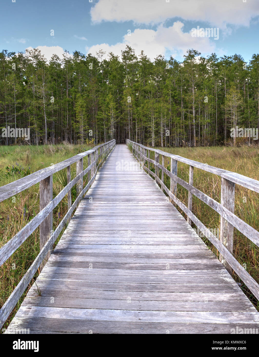 Percorso boardwalk a cavatappi palude santuario in naples, florida porta ad una parete spessa di stagno cipressi Taxodium distichum var nutans. Foto Stock