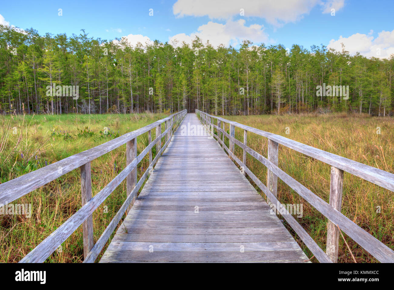 Percorso boardwalk a cavatappi palude santuario in naples, florida porta ad una parete spessa di stagno cipressi Taxodium distichum var nutans. Foto Stock