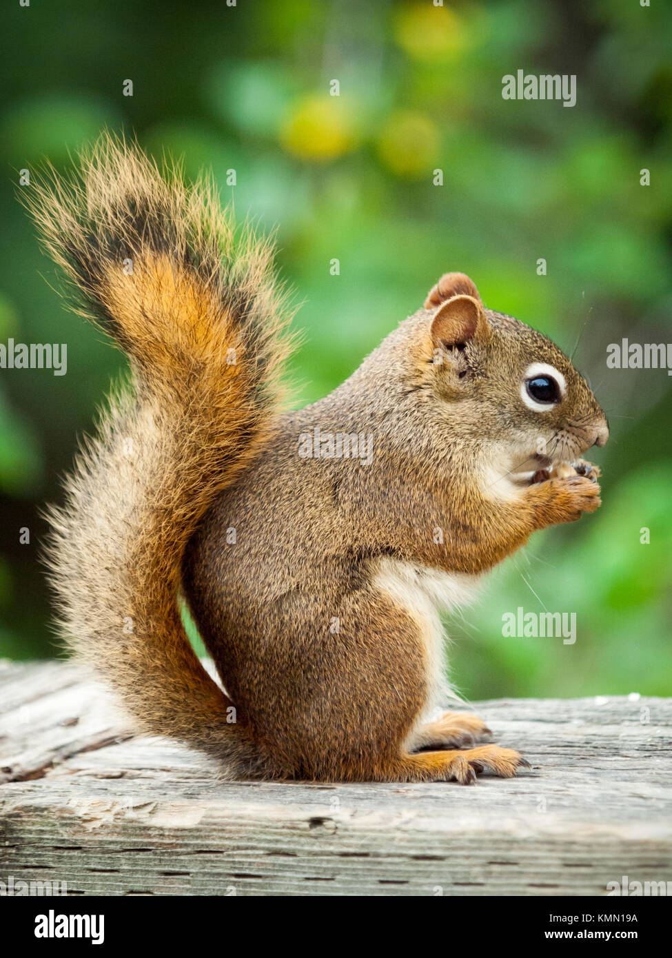 Un Americano scoiattolo rosso (Tamiasciurus hudsonicus), nel profilo di scoiattolo, alimentando ad Whitemud parco e riserva naturale di Edmonton, Alberta, Canada. Foto Stock