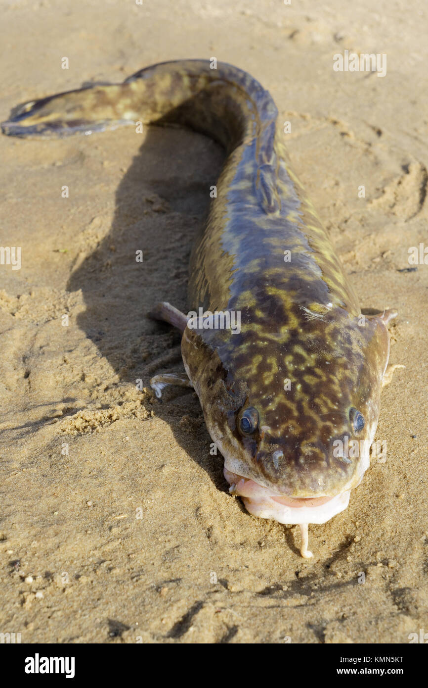 Bottatrice si trova sulla sponda del fiume Foto Stock