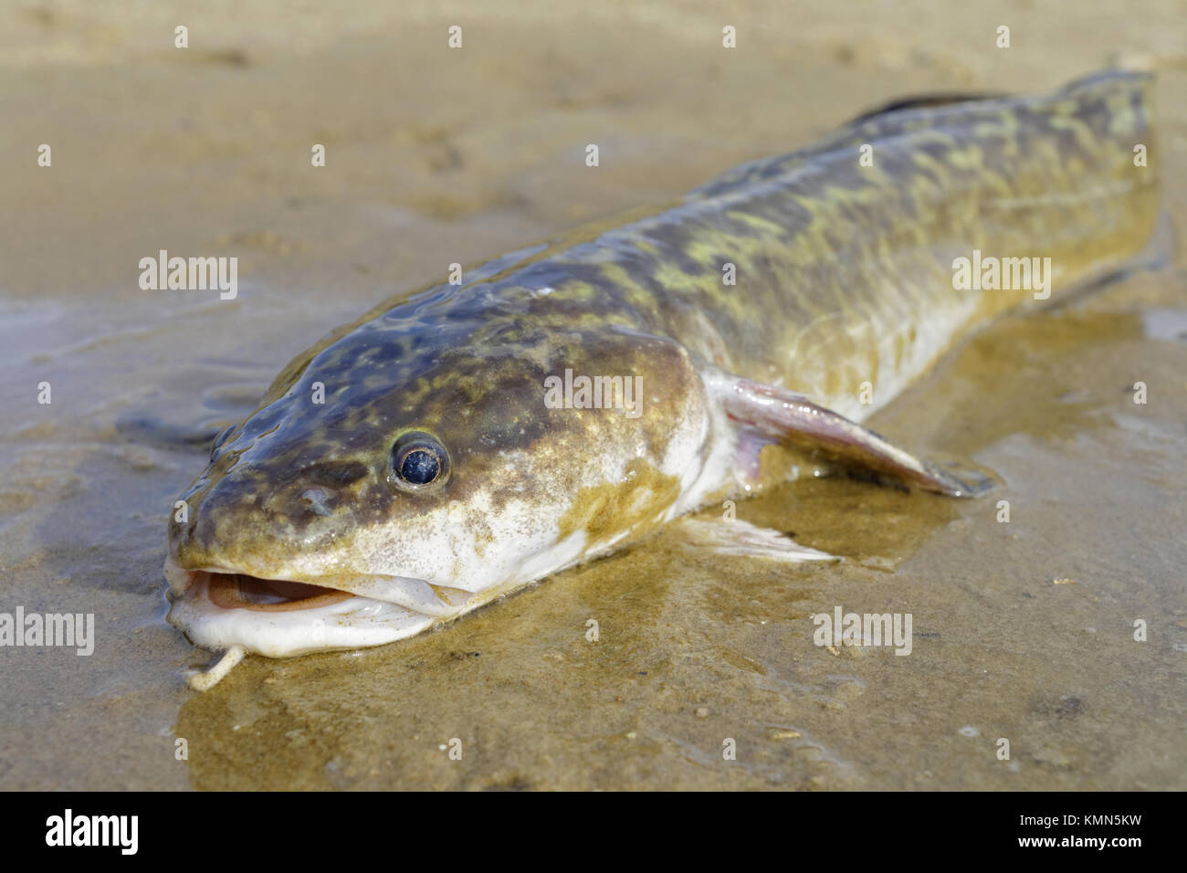 Giovani bottatrice giace sulla sabbia Foto Stock