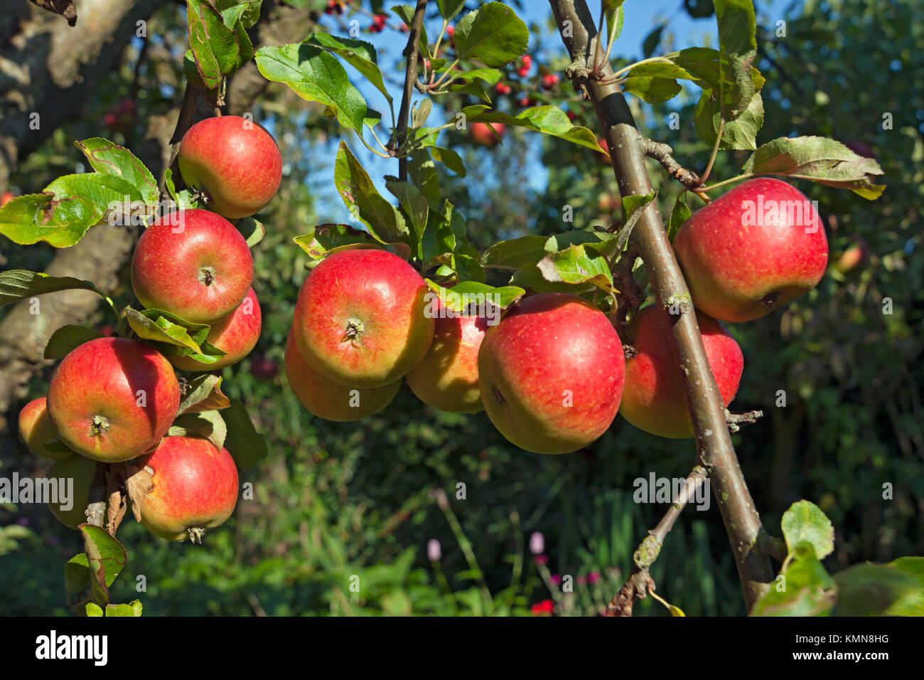 Primo piano di Charles Ross mele mele frutta frutta frutta crescere su un albero in un giardino frutteto in autunno Inghilterra Regno Unito Gran Bretagna Foto Stock