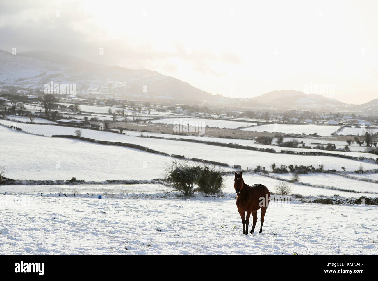 Un cavallo in un campo di Cloughoge, Newry, come parti del Regno Unito e Irlanda svegliato da una coltre di neve causato da un flusso di aria artica in scia di tempesta Caroline. Picture Data: Venerdì 8 dicembre, 2017. Vedere PA storia Meteo Caroline. Foto di credito dovrebbe leggere: Brian Lawless/PA FILO Foto Stock