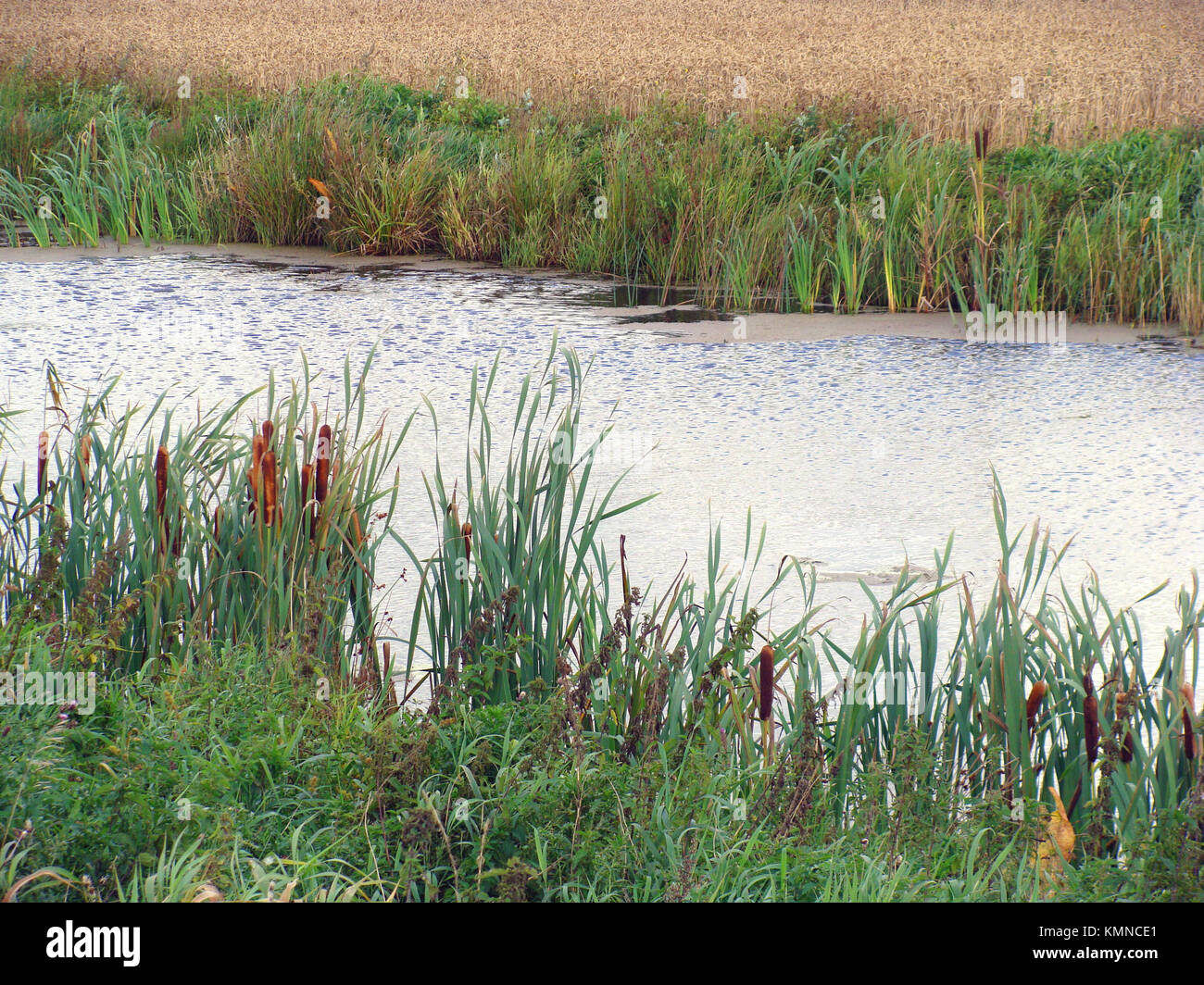 Una parte del campo di drenaggio e irrigazione canale di sistema Foto Stock