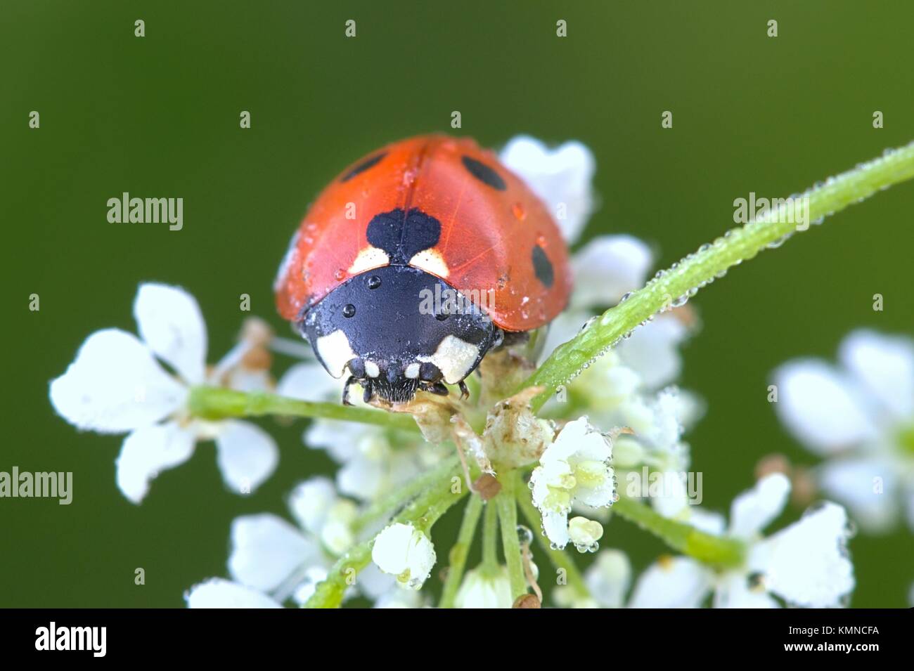 Coccinella, ladybug e cerfoglio selvatico Foto Stock