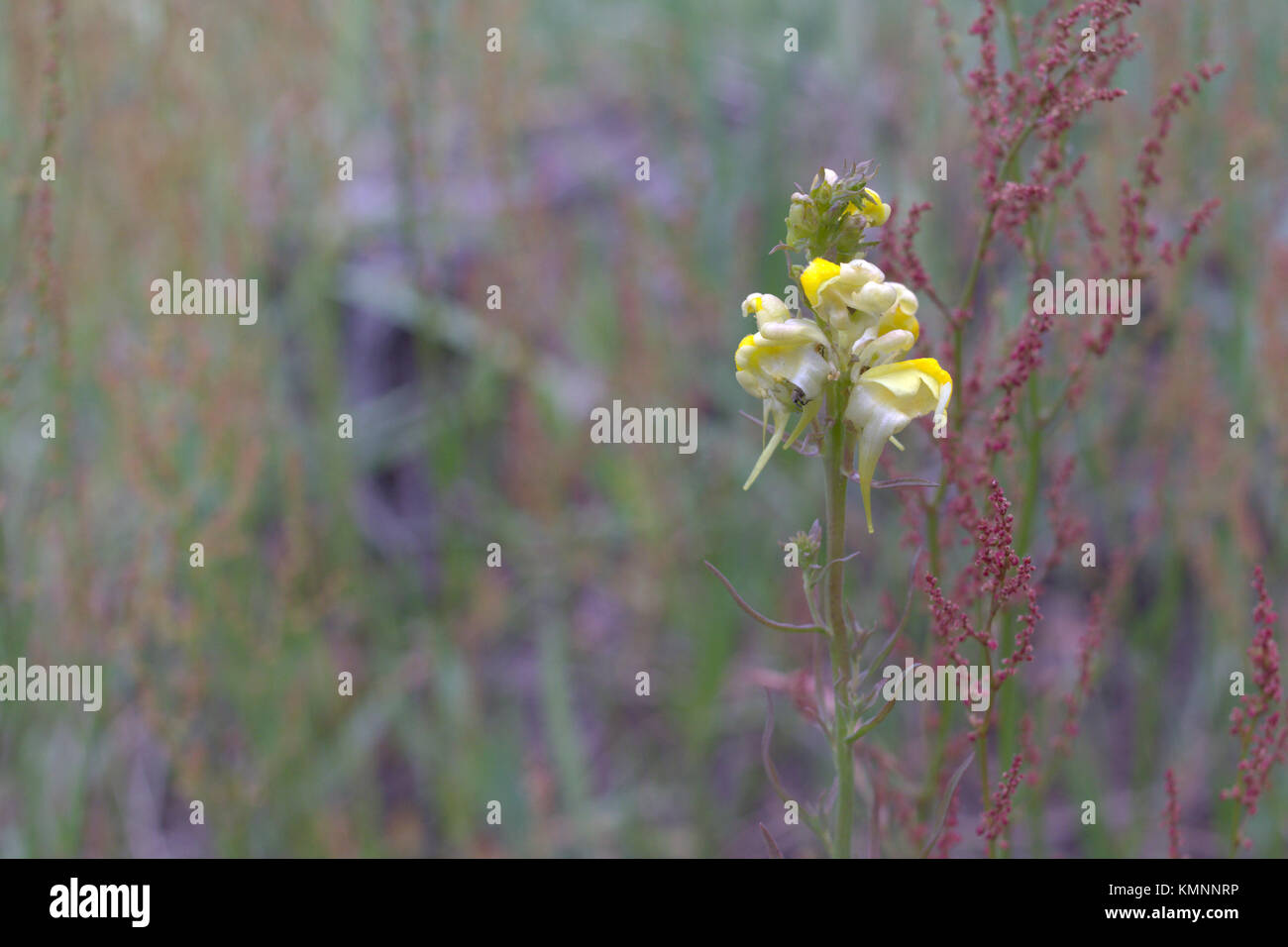 Giallo toadflax impianto. Fioritura Foto Stock