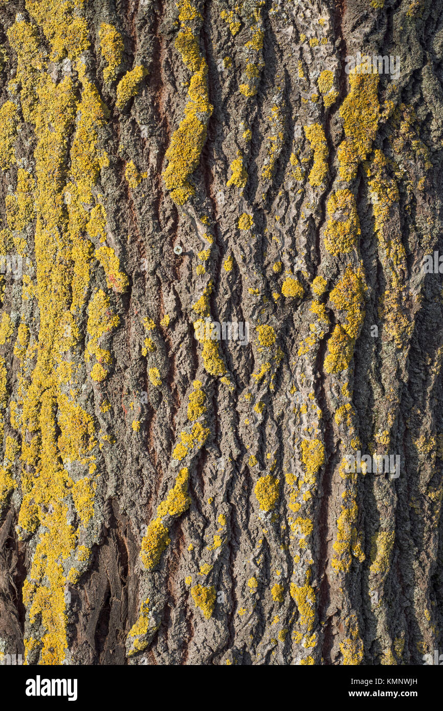 Corteccia di muschio sullo sfondo di un grande vecchio aspen tree Foto Stock
