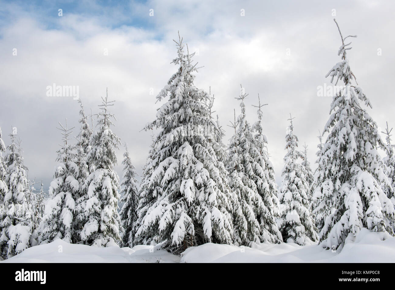 Inverno alberi coperti di neve in montagna. Auguri di Natale Foto Stock