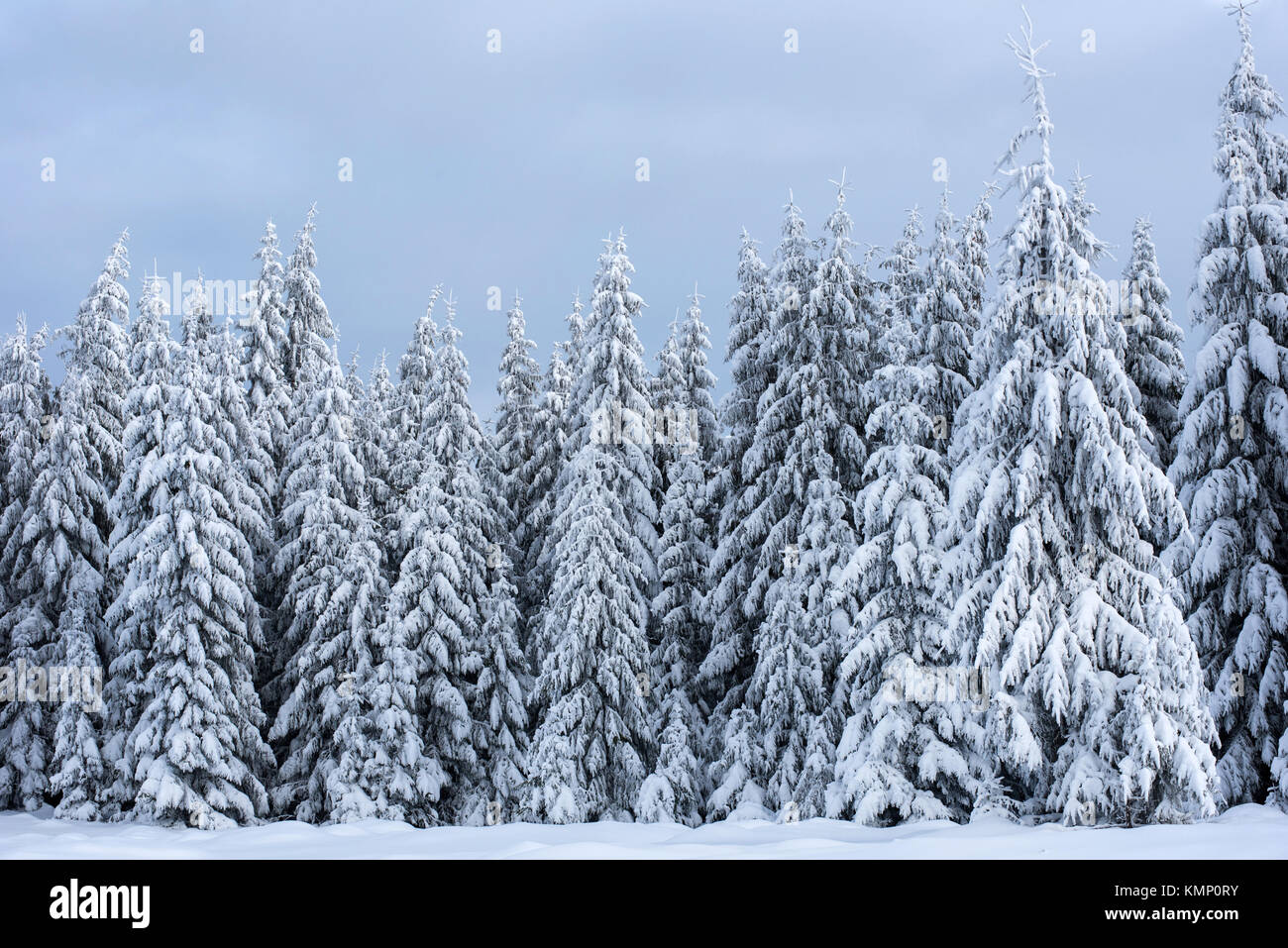 Inverno alberi coperti di neve in montagna. Auguri di Natale Foto Stock