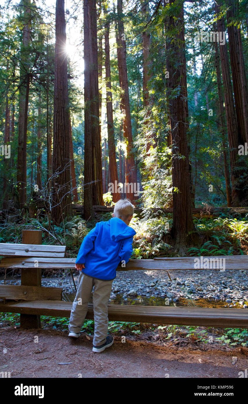 Un ragazzo coetanei in una insenatura tra i giganteschi alberi di sequoia in Muir Woods National Monument in Mill Valley, California. Foto Stock