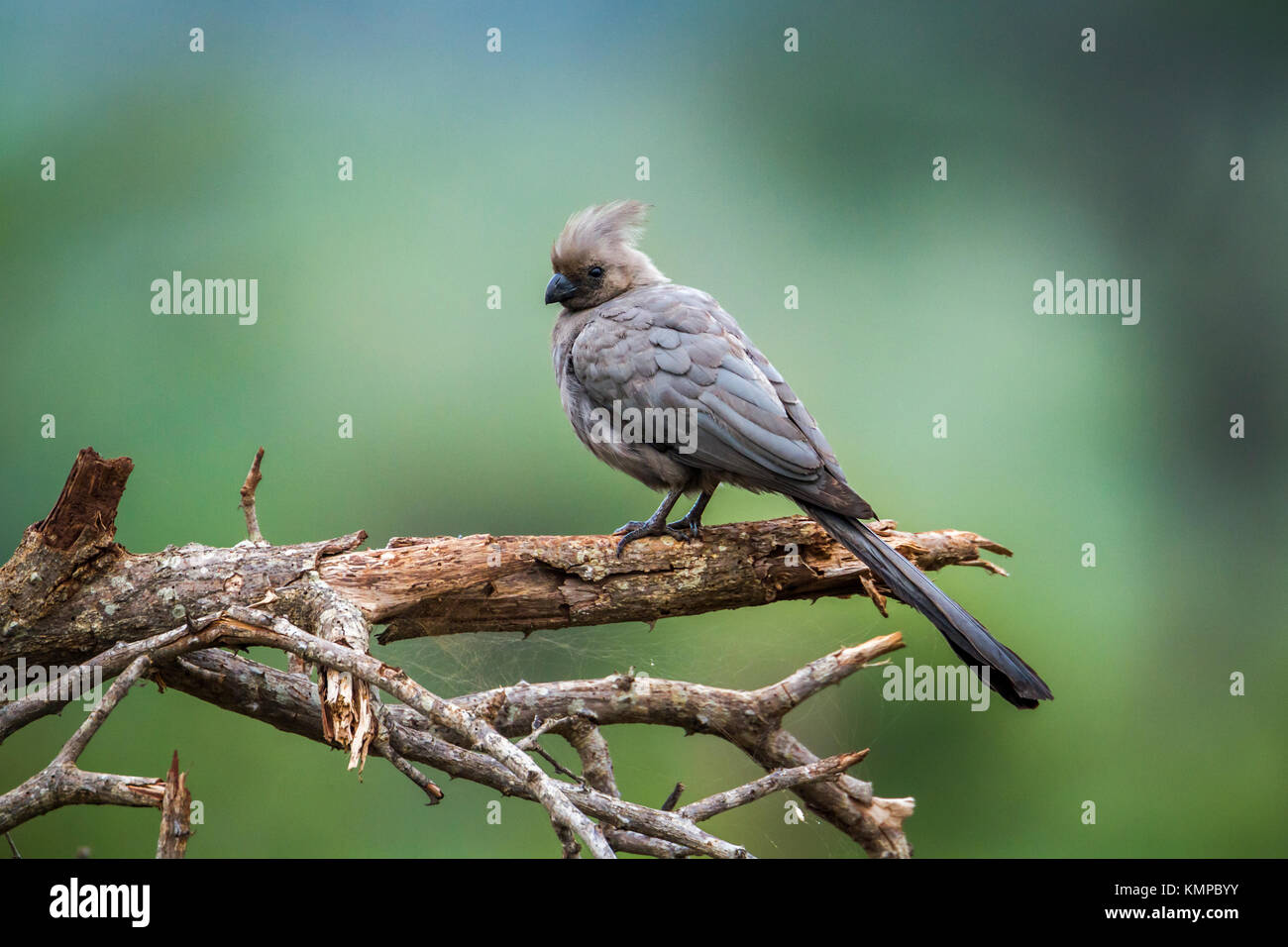 Grigio andare lontano di uccelli nel parco nazionale di Kruger, Sud Africa ; Specie Corythaixoides concolor famiglia dei Musophagidae Foto Stock