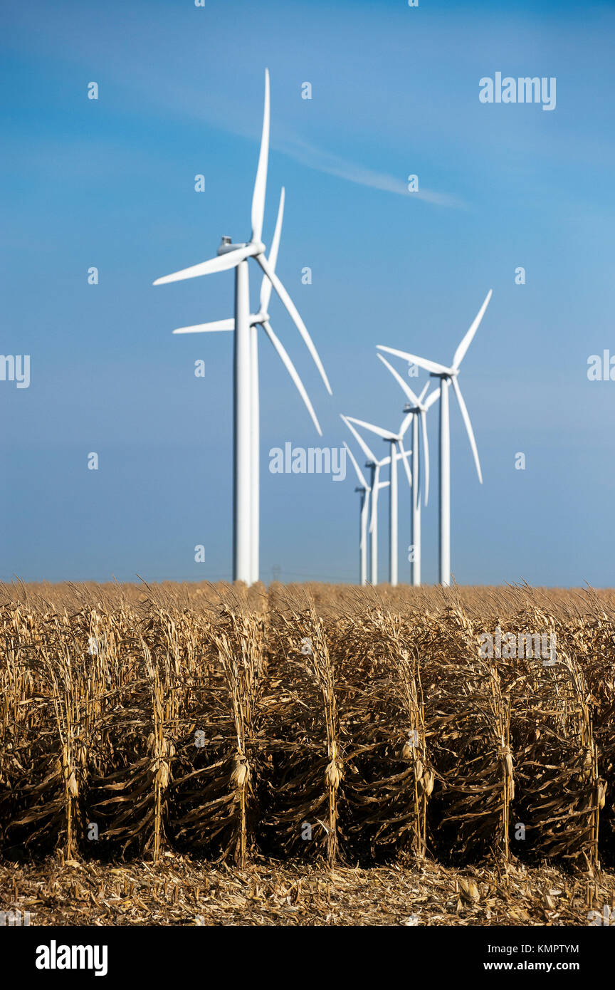 Mais maturo e distante mulini a vento vicino alla grande prato, MINNESOTA Foto Stock