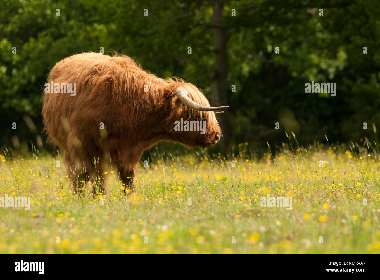 Originariamente il bestiame scozzese, questa immagine è stata catturata vicino a Brockenhurst nella nuova foresta, Hampshire. Foto Stock