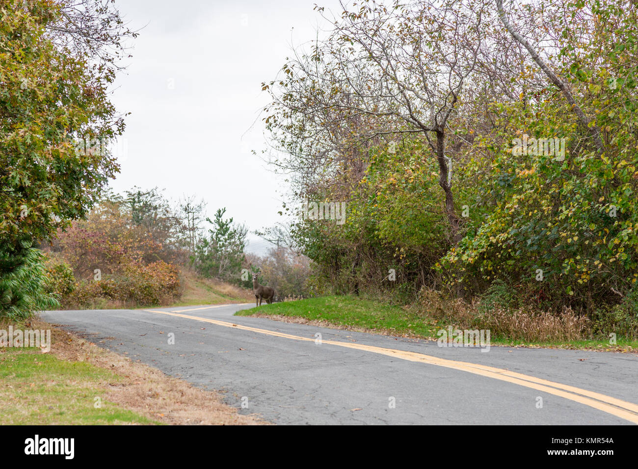 Doe in piedi sul lato della strada a Montauk ny Foto Stock