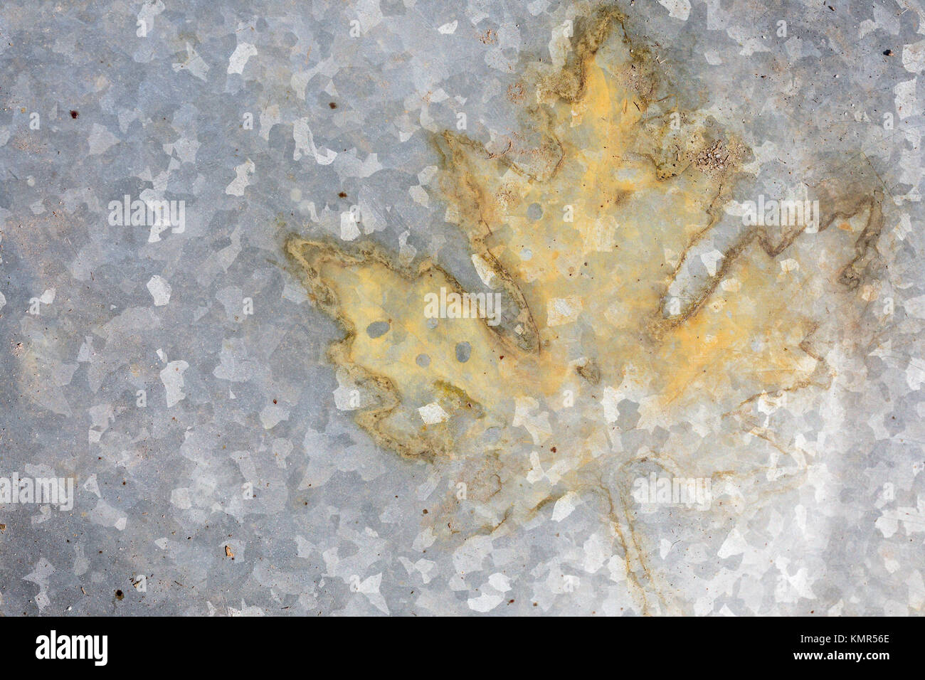 Immagine di una foglia sul metallo galvinzed in sag harbor, NY Foto Stock