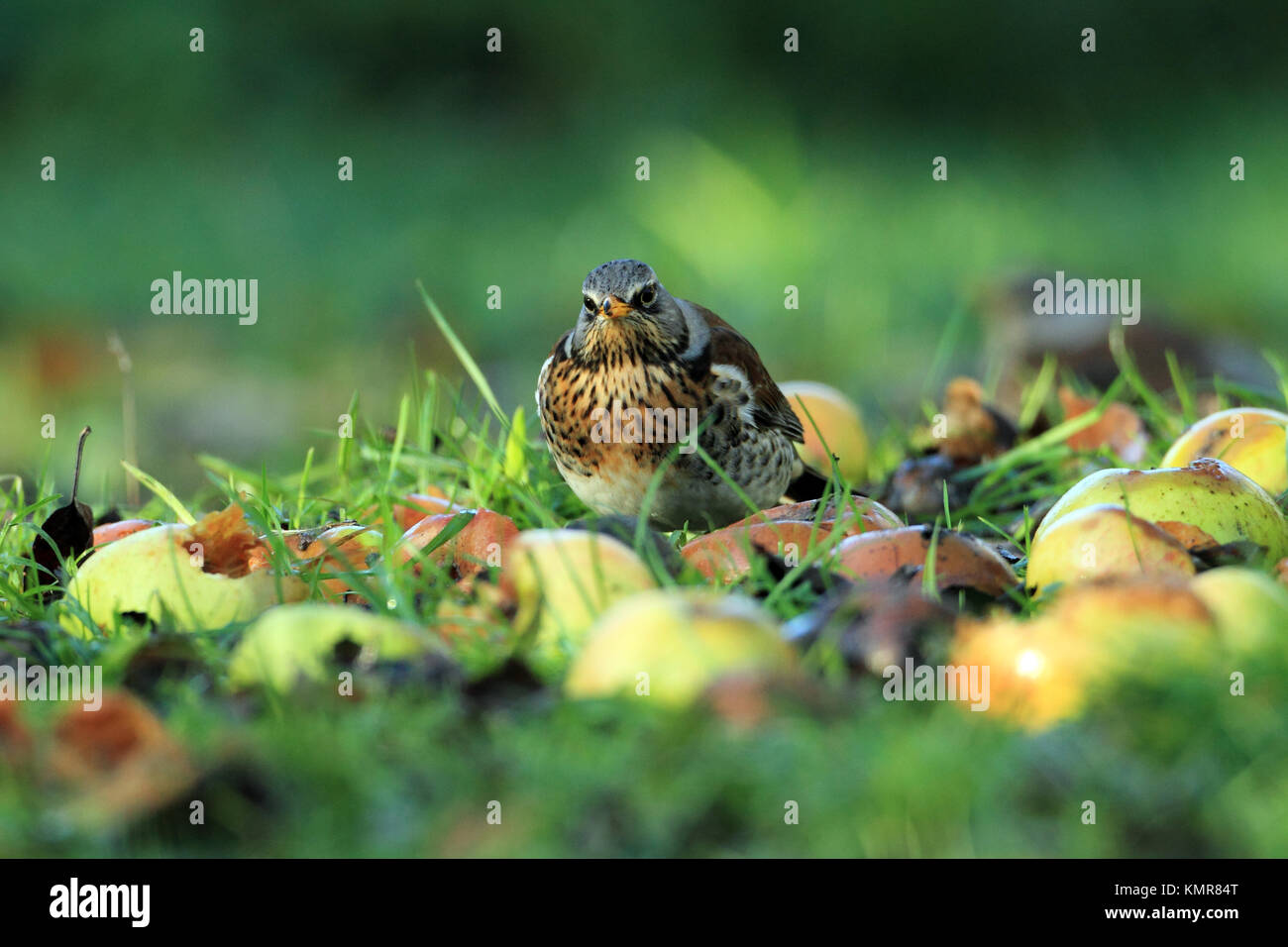 Campo (Turdus pilaris) - alimentazione di mele cadute in un giardino dell'Hertfordshire.. Foto Stock