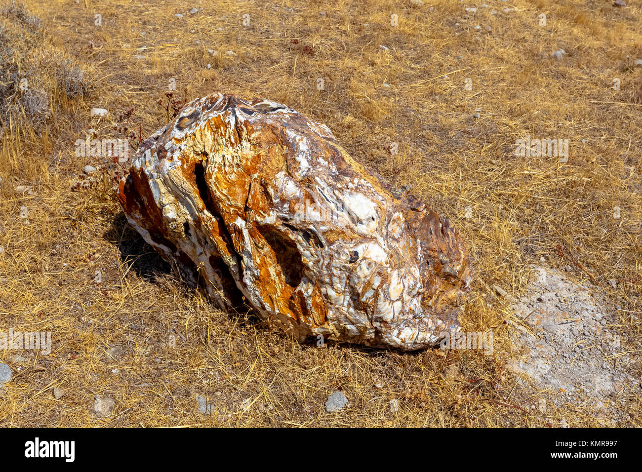 Un colorato fossilizzato tronco di albero dal geoparco UNESCO "Foresta pietrificata di Sigri' sull'isola di Lesbo in Grecia. Foto Stock
