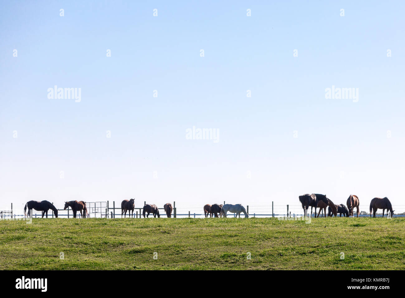 Gruppo di cavalli in piedi in un campo Foto Stock