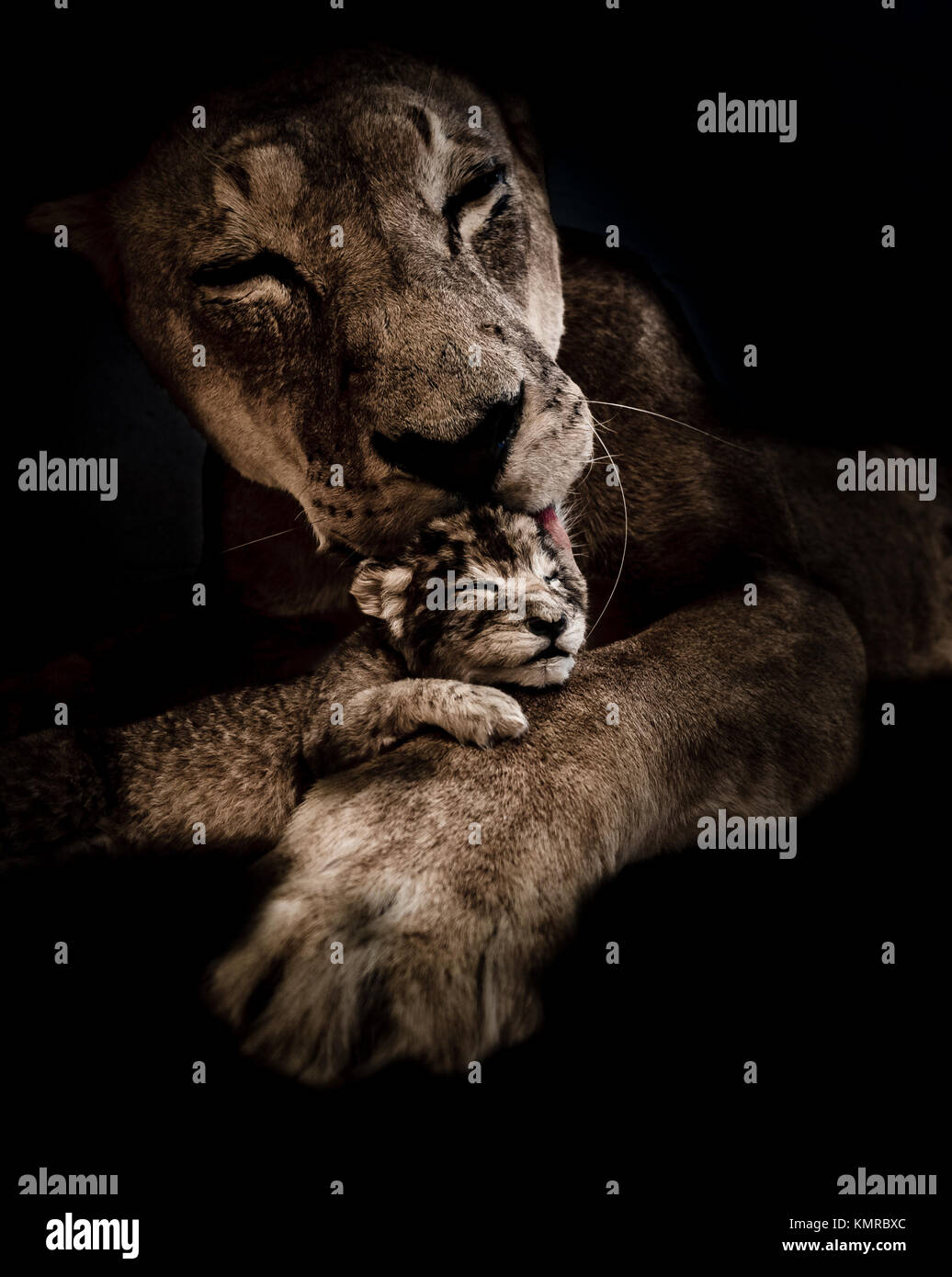 Leonessa E Cucciolo Immagini E Fotos Stock Alamy