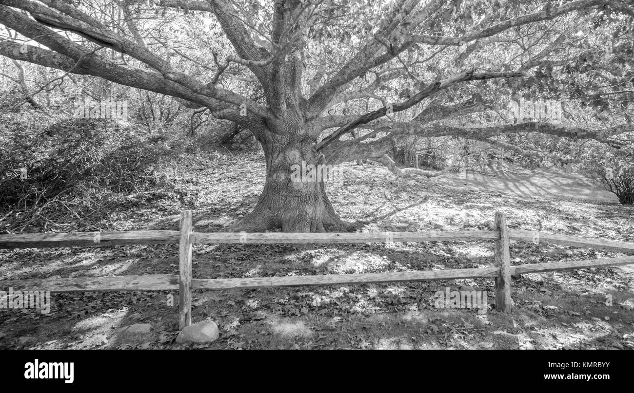 Grande vecchio albero a Montauk ny Foto Stock