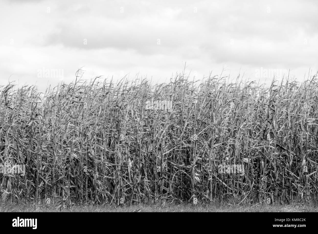 Dettaglio immagine di un campo di sbiadite di mais in East Hampton, NY Foto Stock