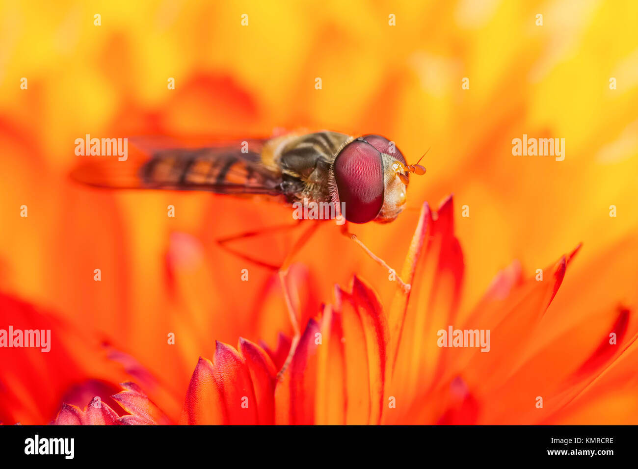 La marmellata di arance hoverfly in appoggio sui fiori di calendula  Episyrphus balteatus Foto Stock