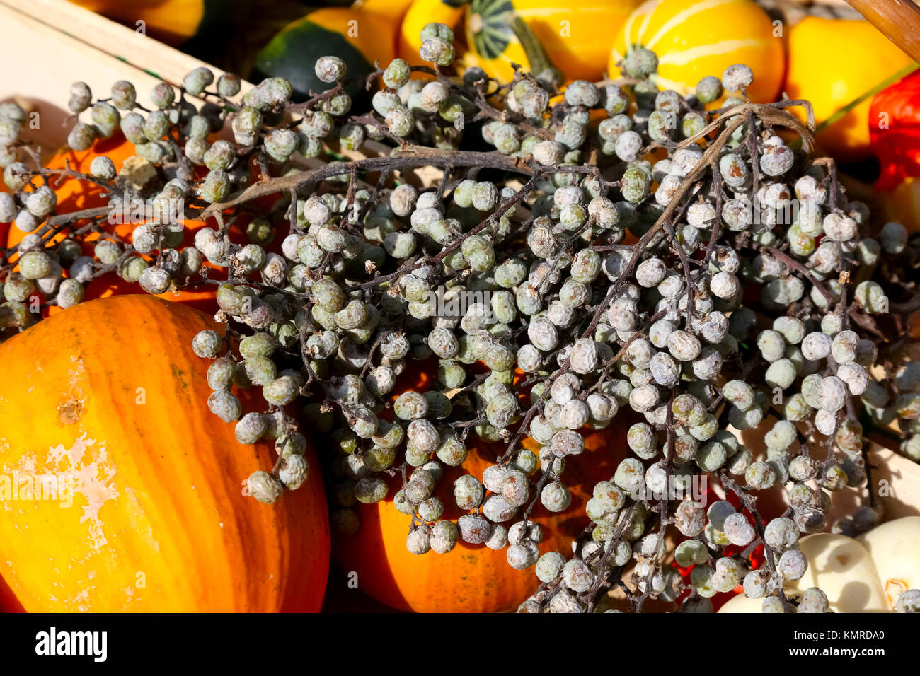 Autunno del frutto è la bellezza della natura ma è anche una decorazione a causa delle sue forme e colori. Foto Stock