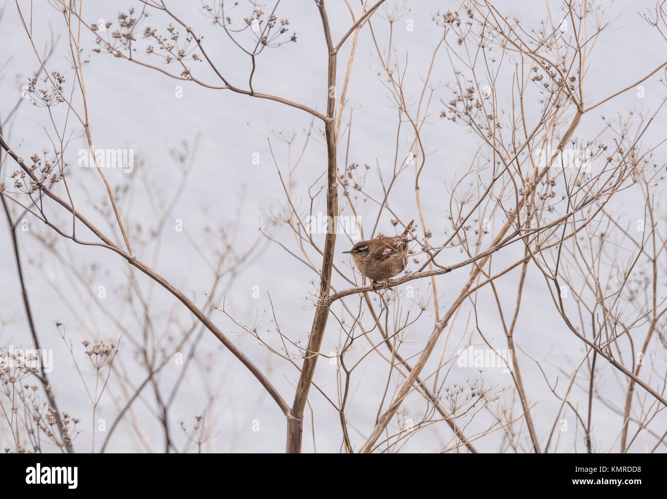 Un arroccato Wren (Troglodytes troglodytes) Foto Stock