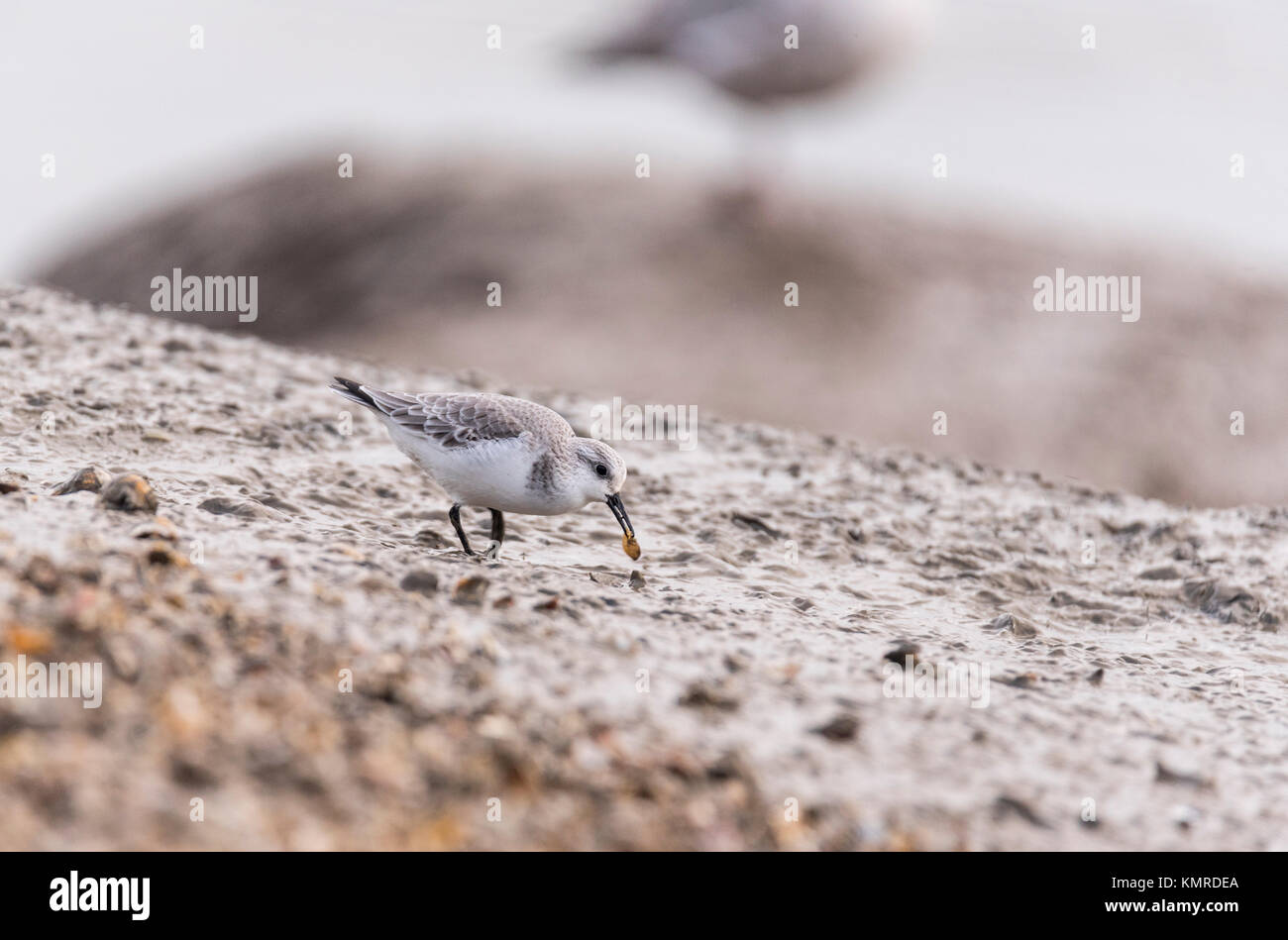 Un foraggio Sanderling (Calidris alba) Foto Stock