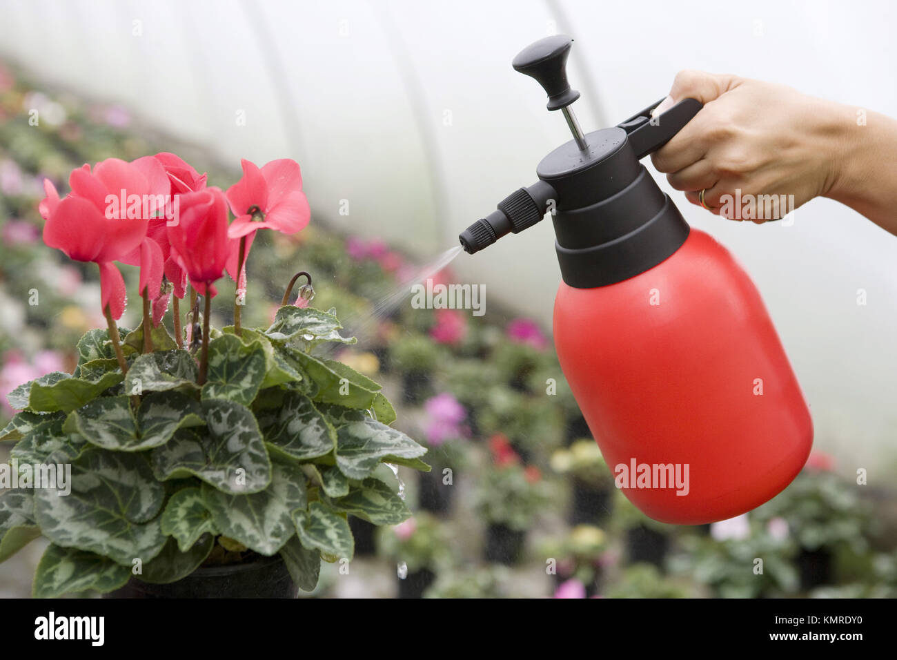 Spruzzare i fiori in serra Foto Stock