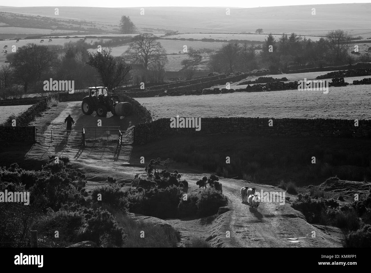 Il contadino gli agricoltori trattore del cane e pecore Dartmoor Foto Stock