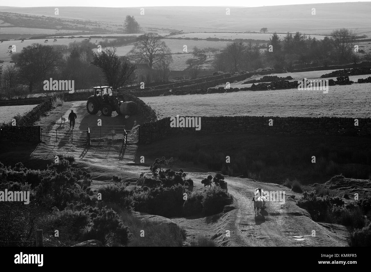 Il contadino gli agricoltori trattore del cane e pecore Dartmoor Foto Stock