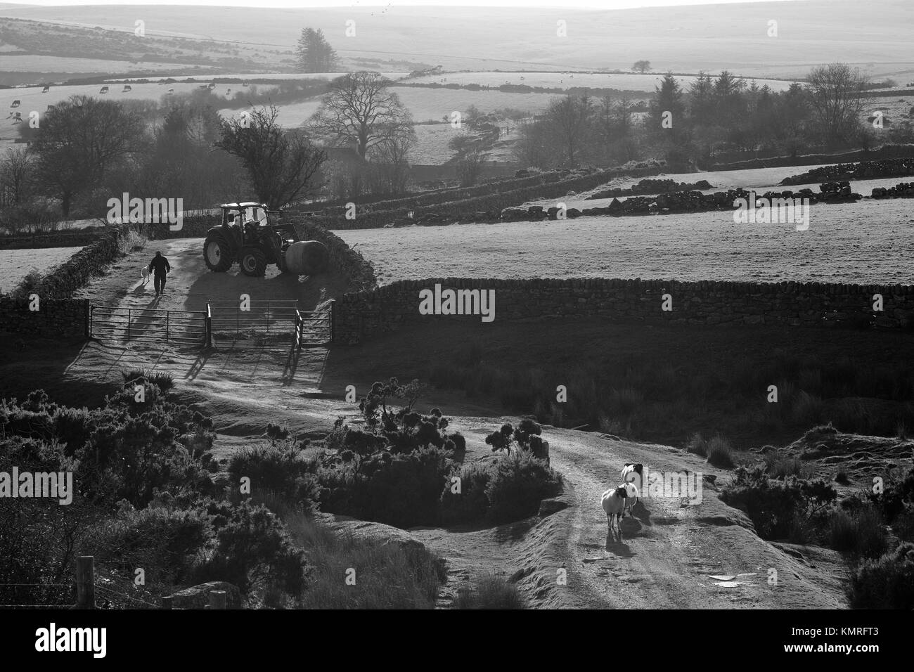 Il contadino gli agricoltori trattore del cane e pecore Dartmoor Foto Stock