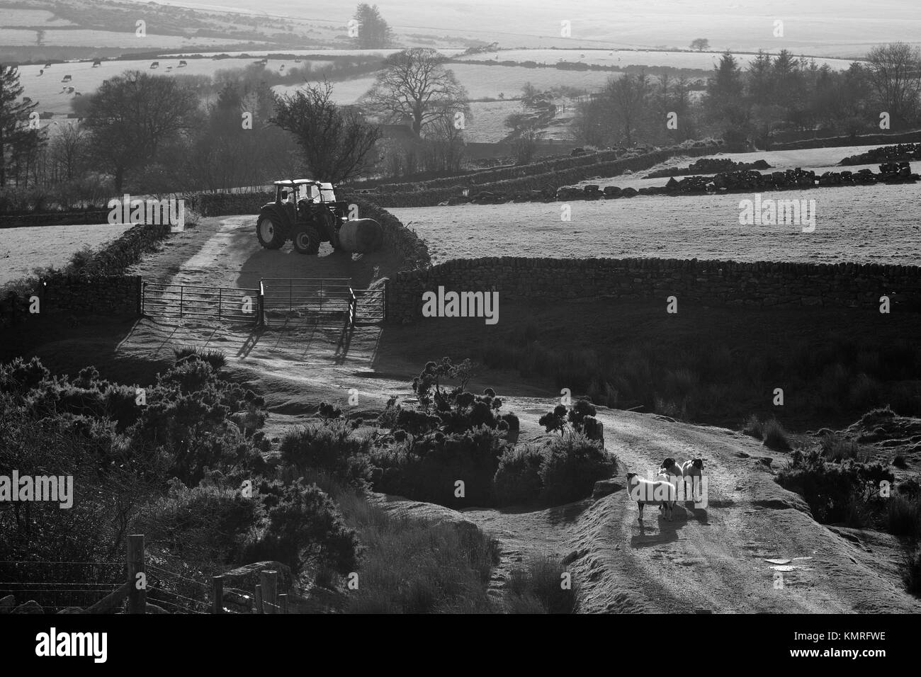 Il contadino gli agricoltori trattore del cane e pecore Dartmoor Foto Stock